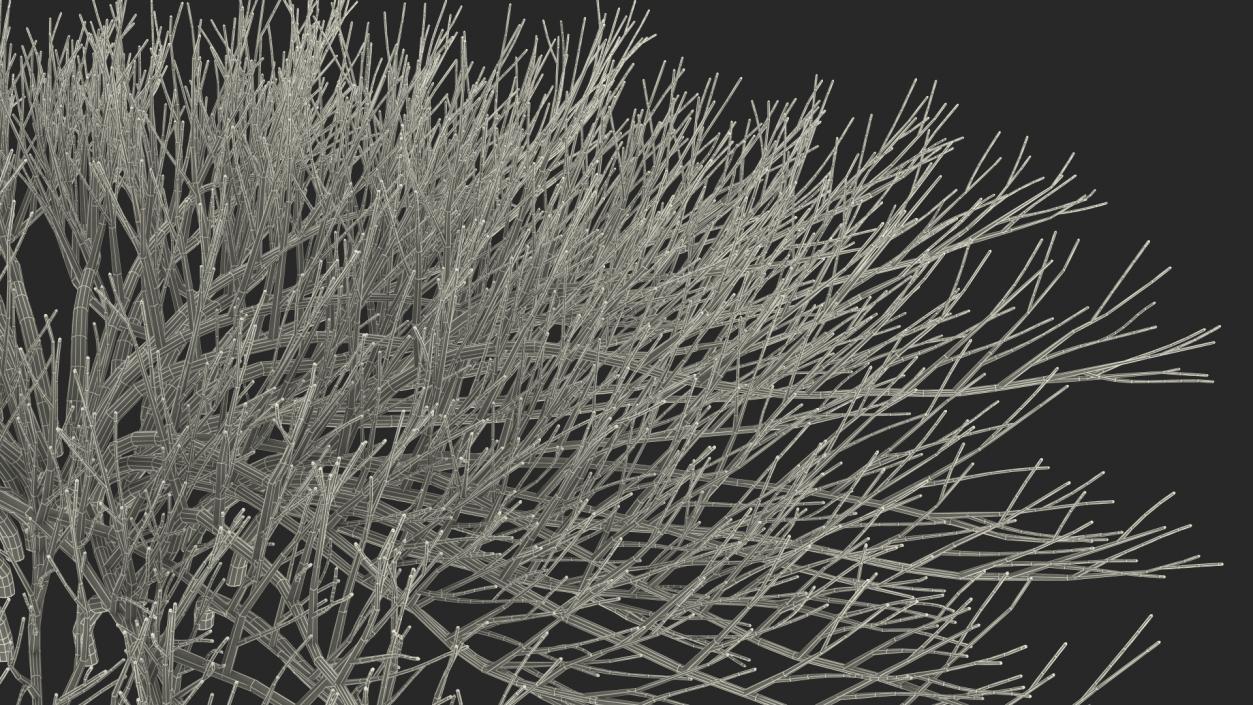 Horizontal Conifer Shrub(1) 3D