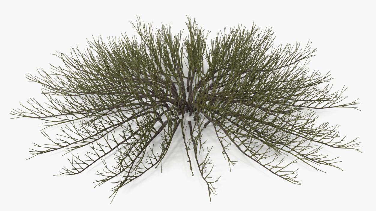 Horizontal Conifer Shrub(1) 3D