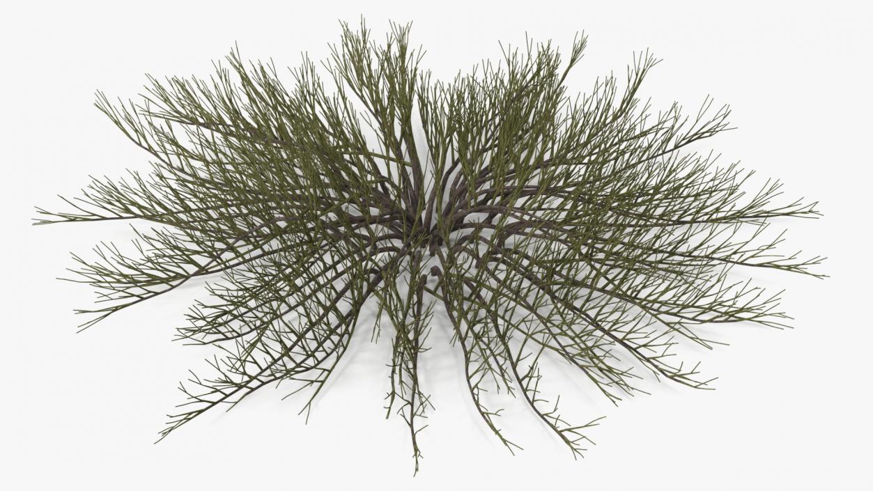 Horizontal Conifer Shrub(1) 3D