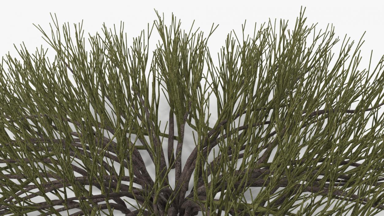 Horizontal Conifer Shrub(1) 3D