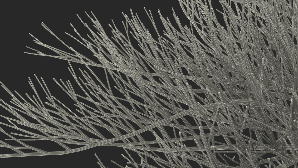 Horizontal Conifer Shrub(1) 3D