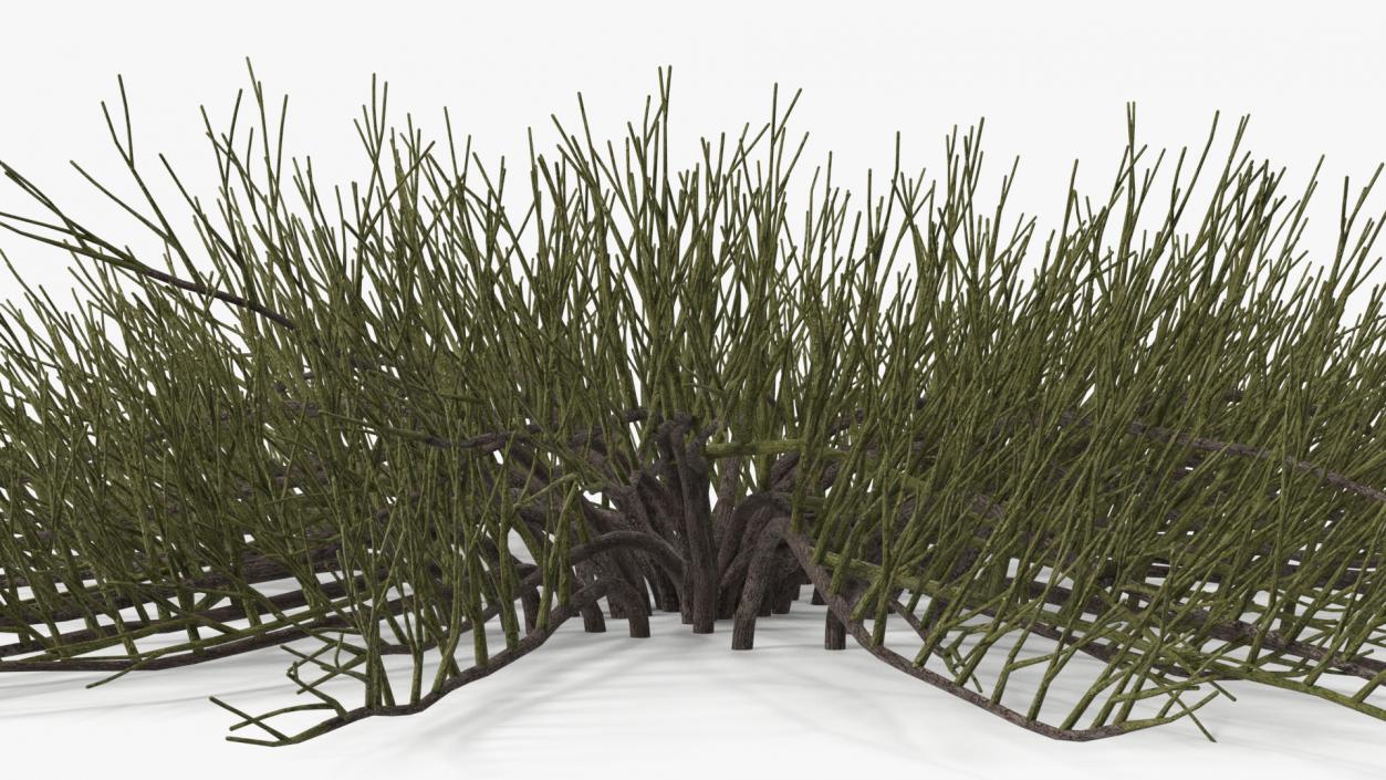 Horizontal Conifer Shrub(1) 3D