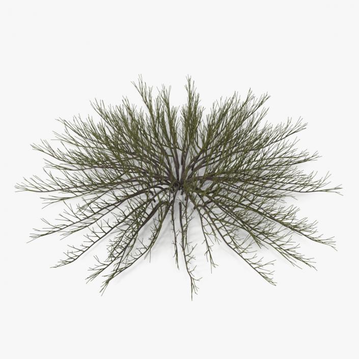 Horizontal Conifer Shrub(1) 3D