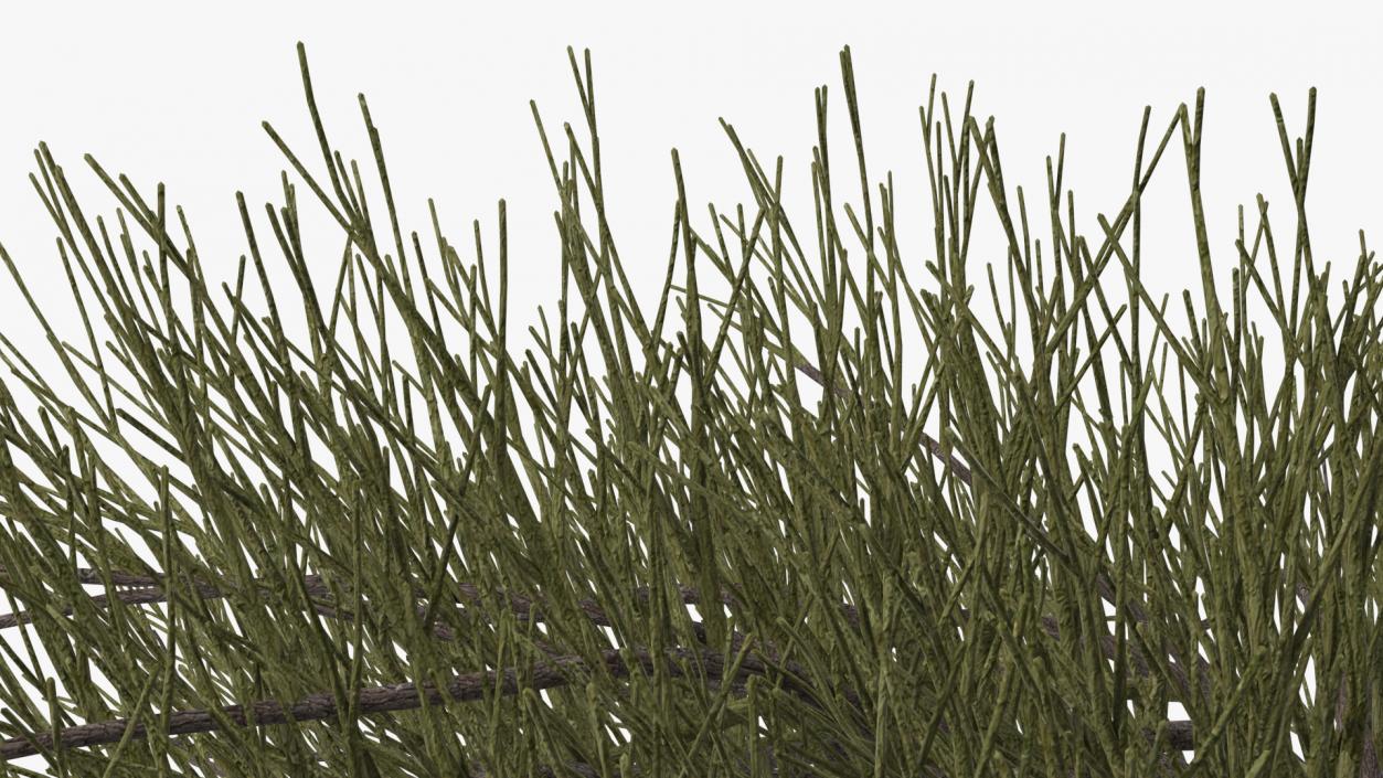 Horizontal Conifer Shrub(1) 3D