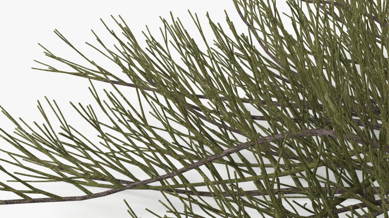 Horizontal Conifer Shrub(1) 3D