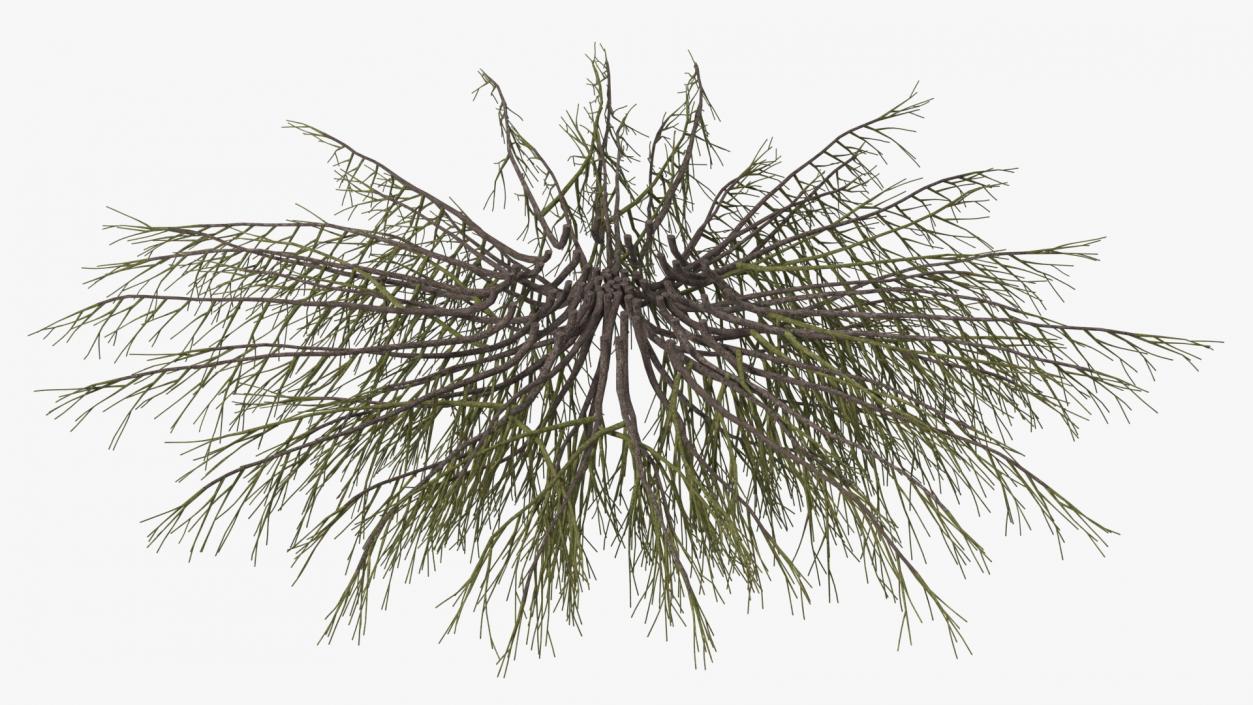 Horizontal Conifer Shrub(1) 3D