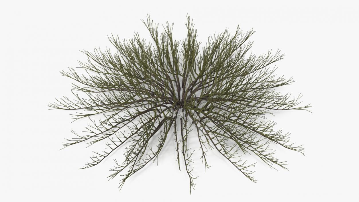 Horizontal Conifer Shrub(1) 3D