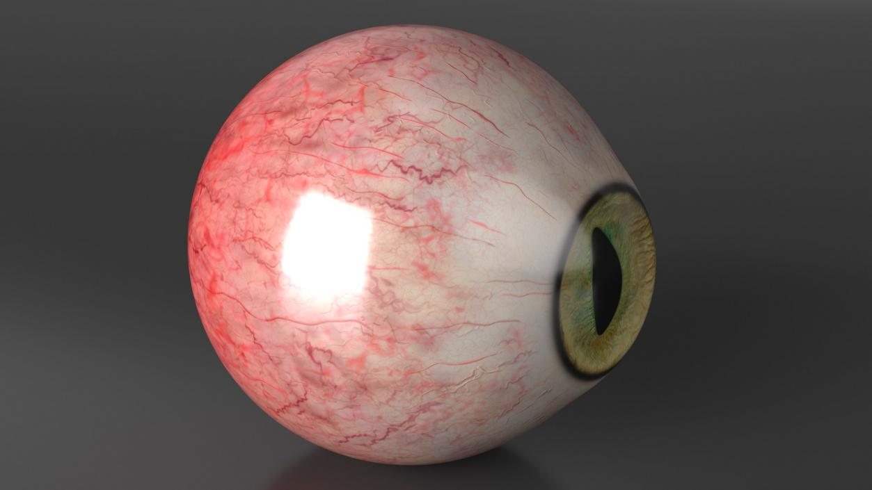 Realistic Animal Eyes Collection 3 3D model