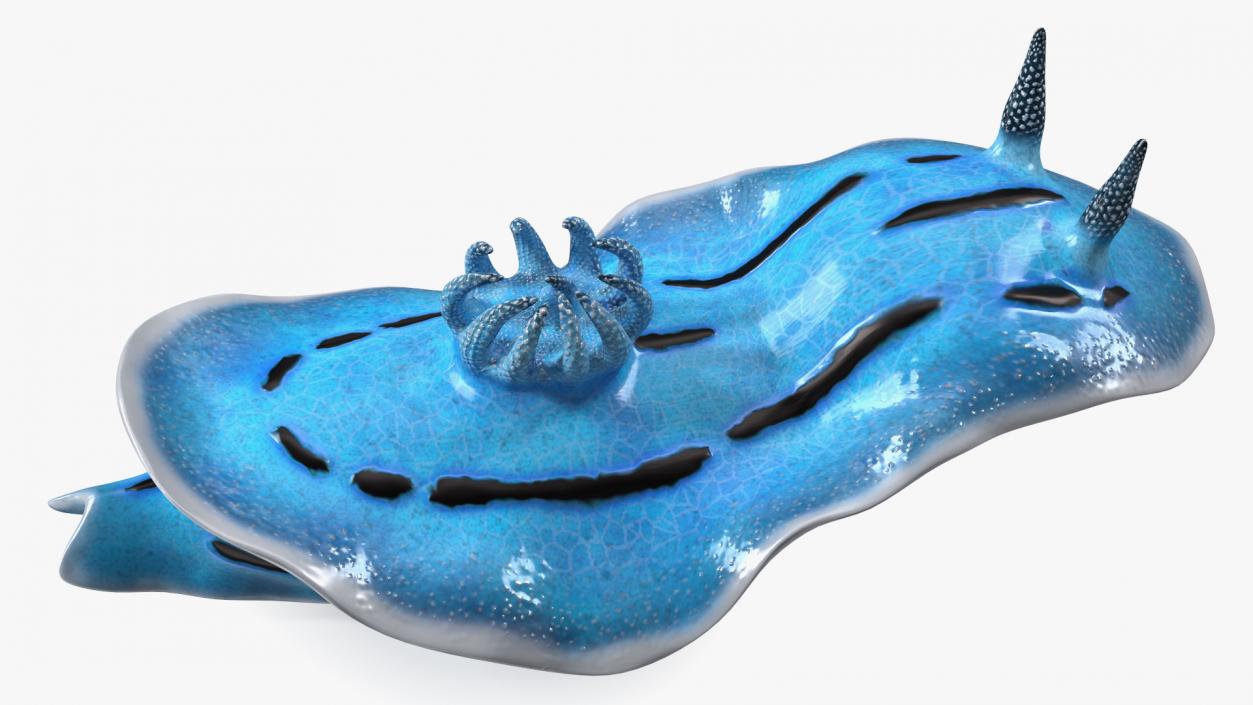 3D Blue Nudibranch Mollusk model