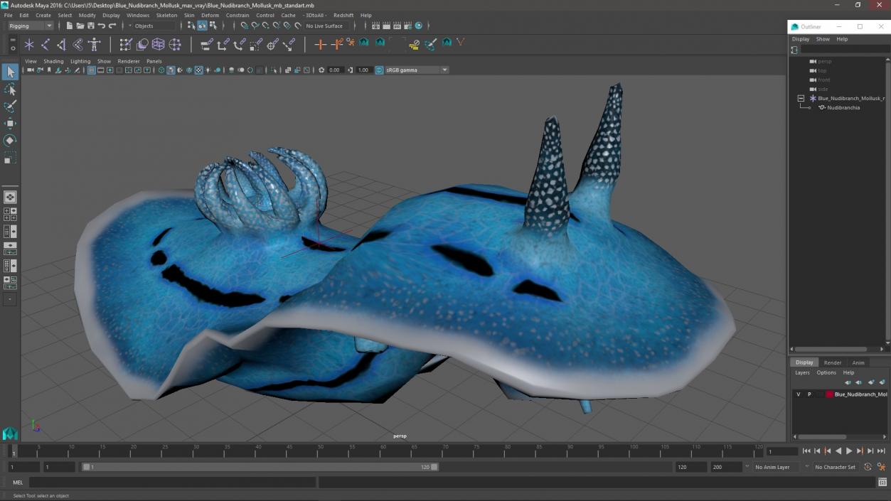 3D Blue Nudibranch Mollusk model