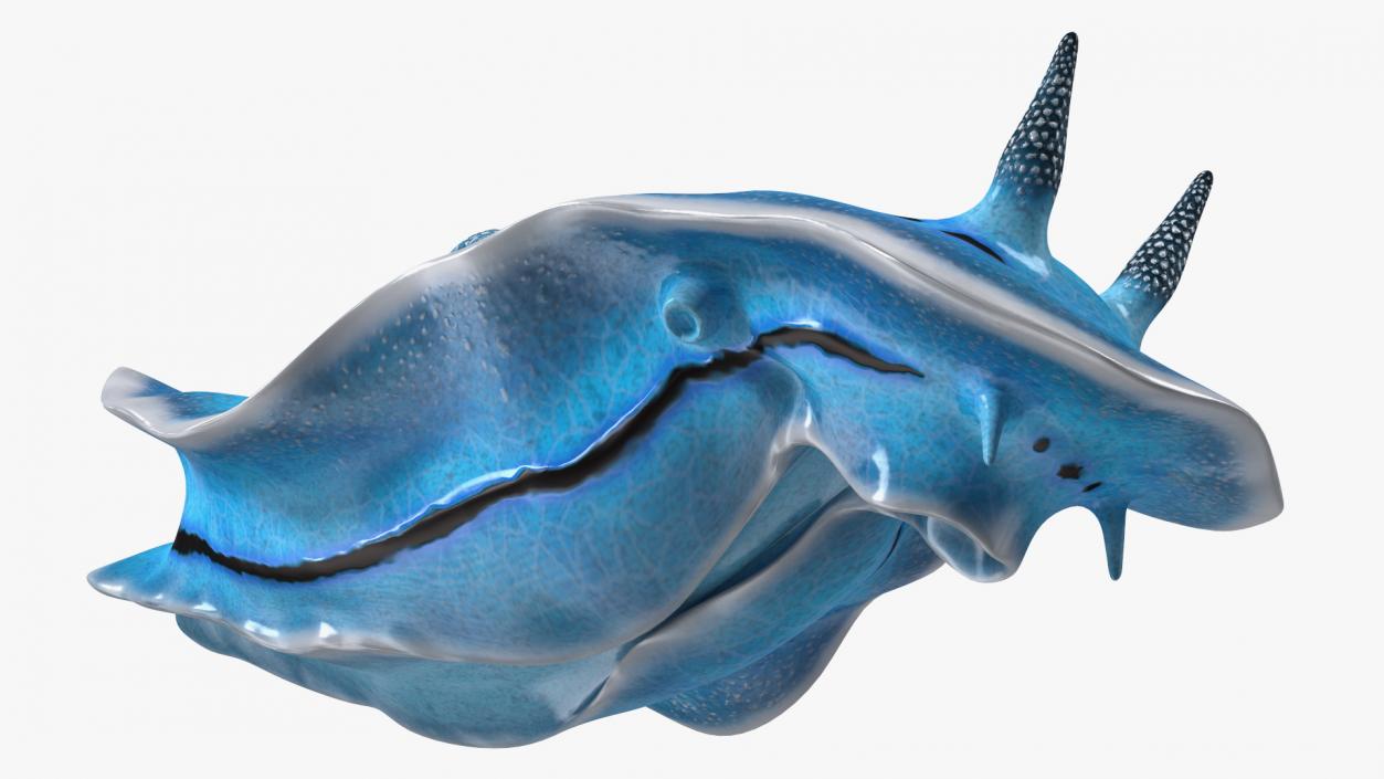 3D Blue Nudibranch Mollusk model