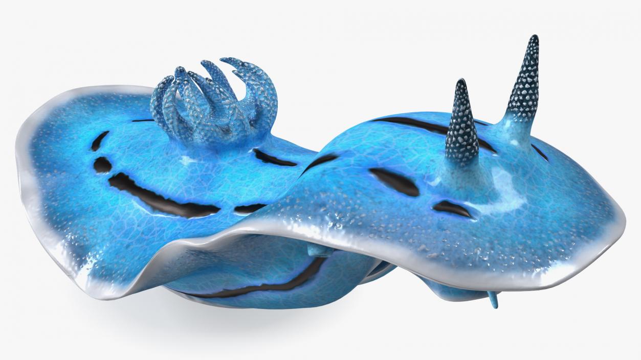 3D Blue Nudibranch Mollusk model