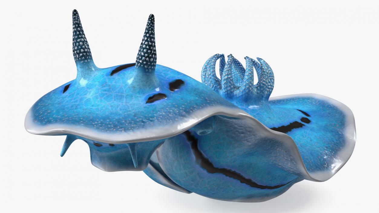 3D Blue Nudibranch Mollusk model