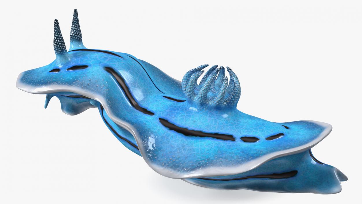 3D Blue Nudibranch Mollusk model