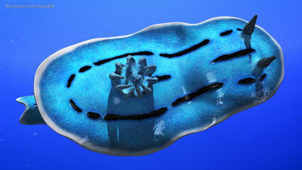 3D Blue Nudibranch Mollusk model