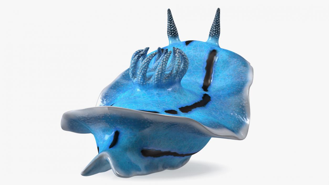 3D Blue Nudibranch Mollusk model