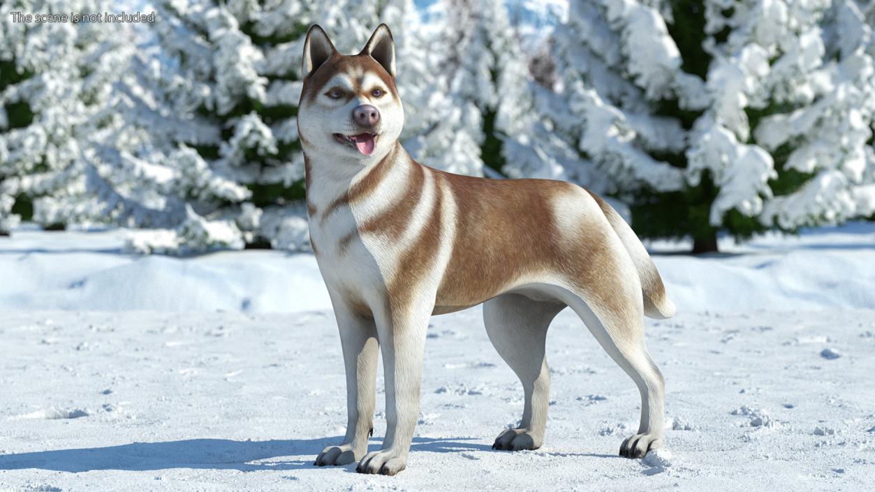 3D Husky Dog Copper and White Coat Rigged model