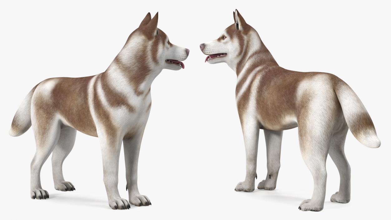 3D Husky Dog Copper and White Coat Rigged model