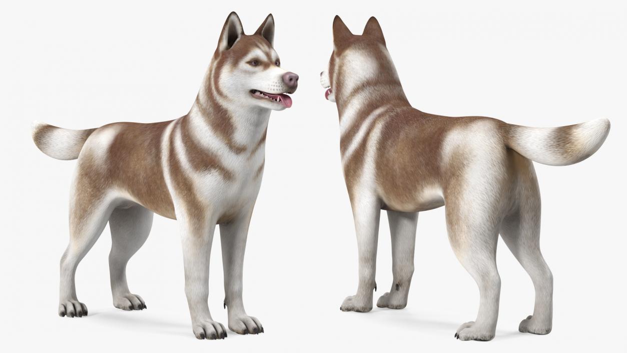 3D Husky Dog Copper and White Coat Rigged model