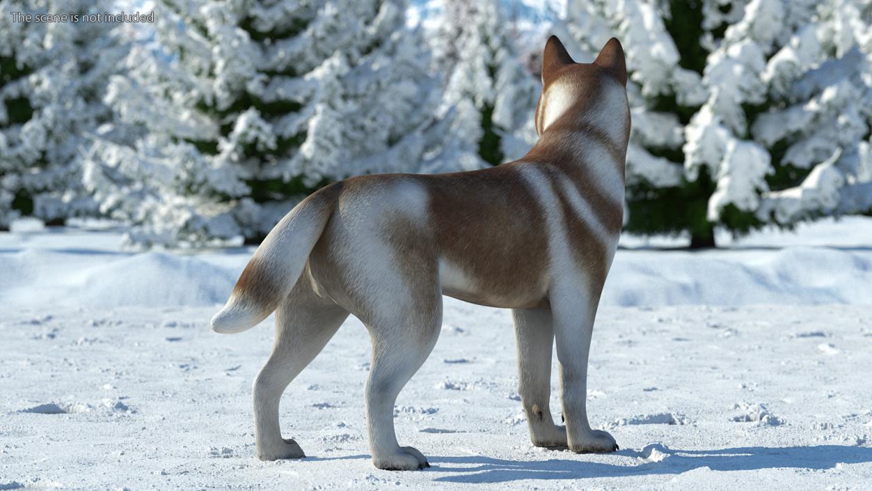 3D Husky Dog Copper and White Coat Rigged model