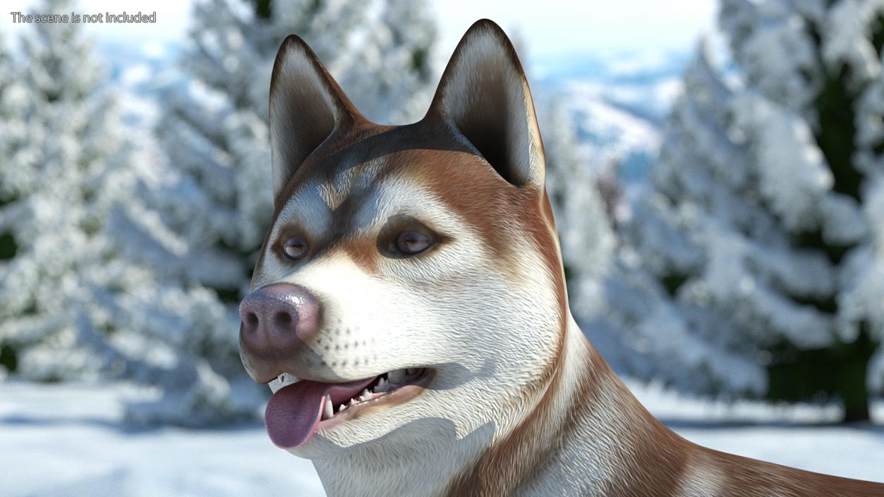 3D Husky Dog Copper and White Coat Rigged model