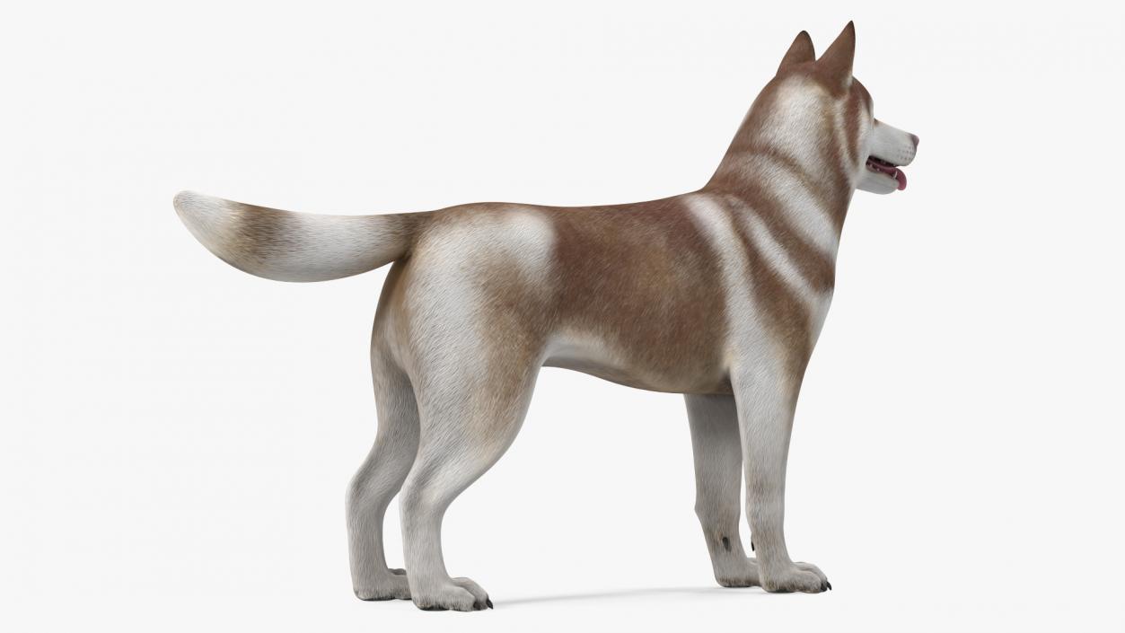 3D Husky Dog Copper and White Coat Rigged model