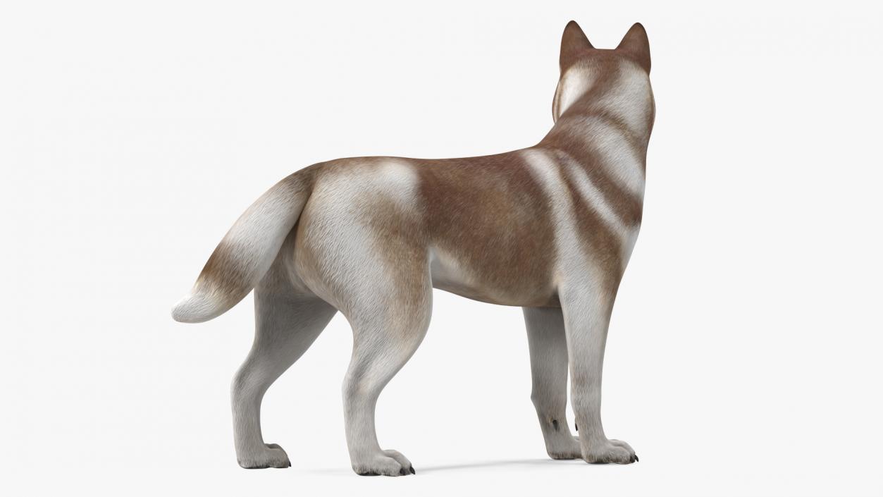 3D Husky Dog Copper and White Coat Rigged model