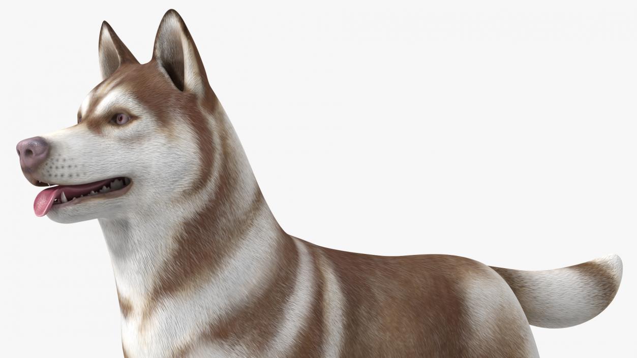 3D Husky Dog Copper and White Coat Rigged model