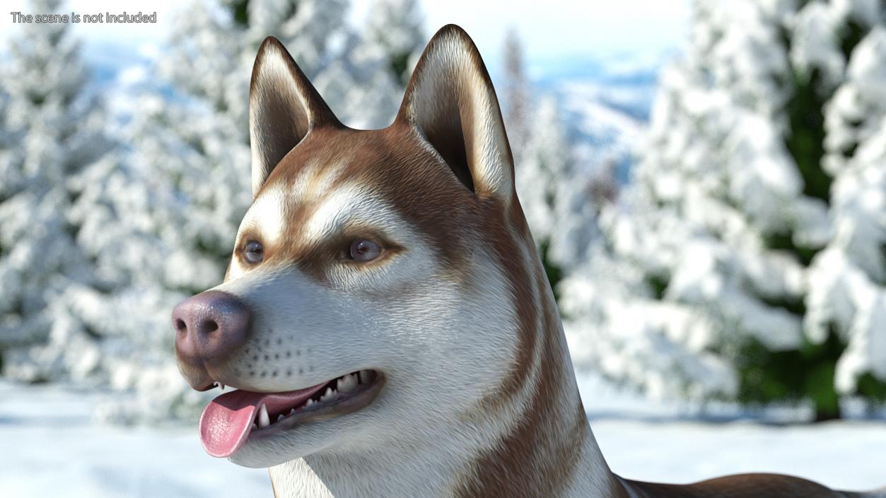 3D Husky Dog Copper and White Coat Rigged model