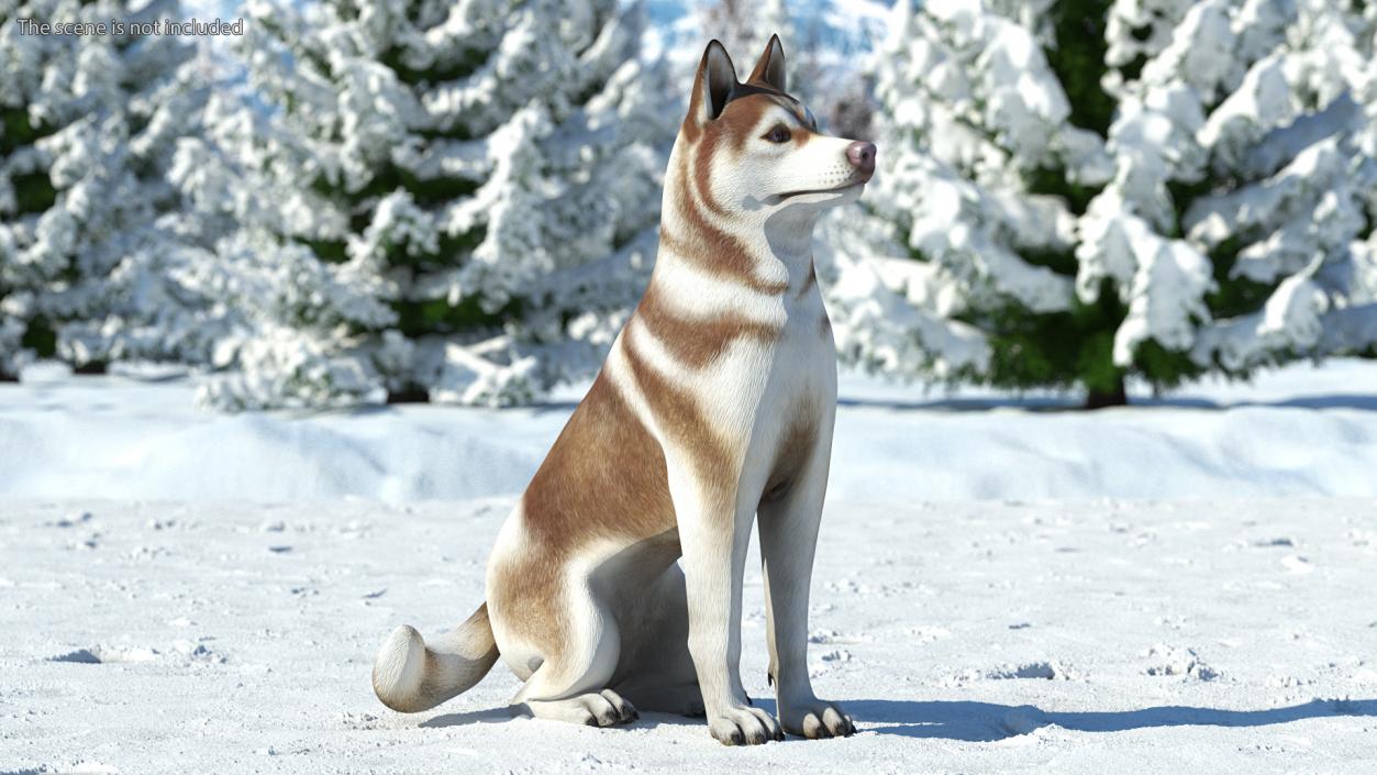 3D Husky Dog Copper and White Coat Rigged model