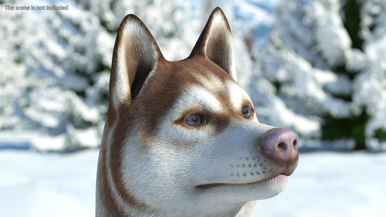 3D Husky Dog Copper and White Coat Rigged model