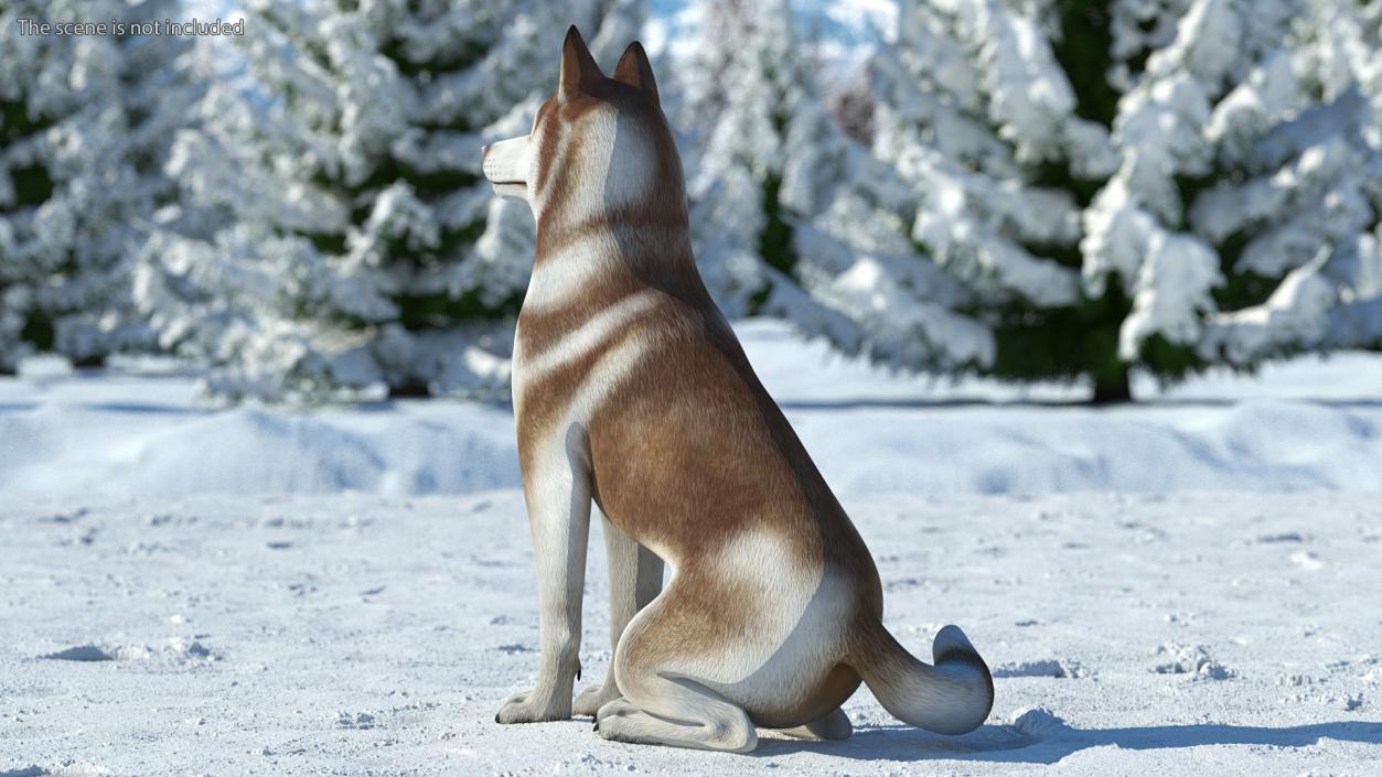 3D Husky Dog Copper and White Coat Rigged model