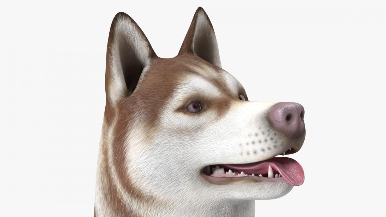 3D Husky Dog Copper and White Coat Rigged model