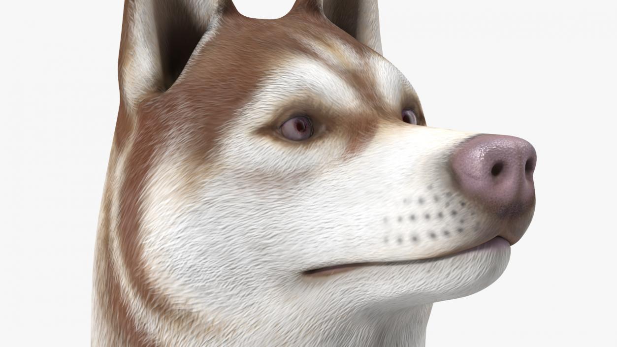 3D Husky Dog Copper and White Coat Rigged model