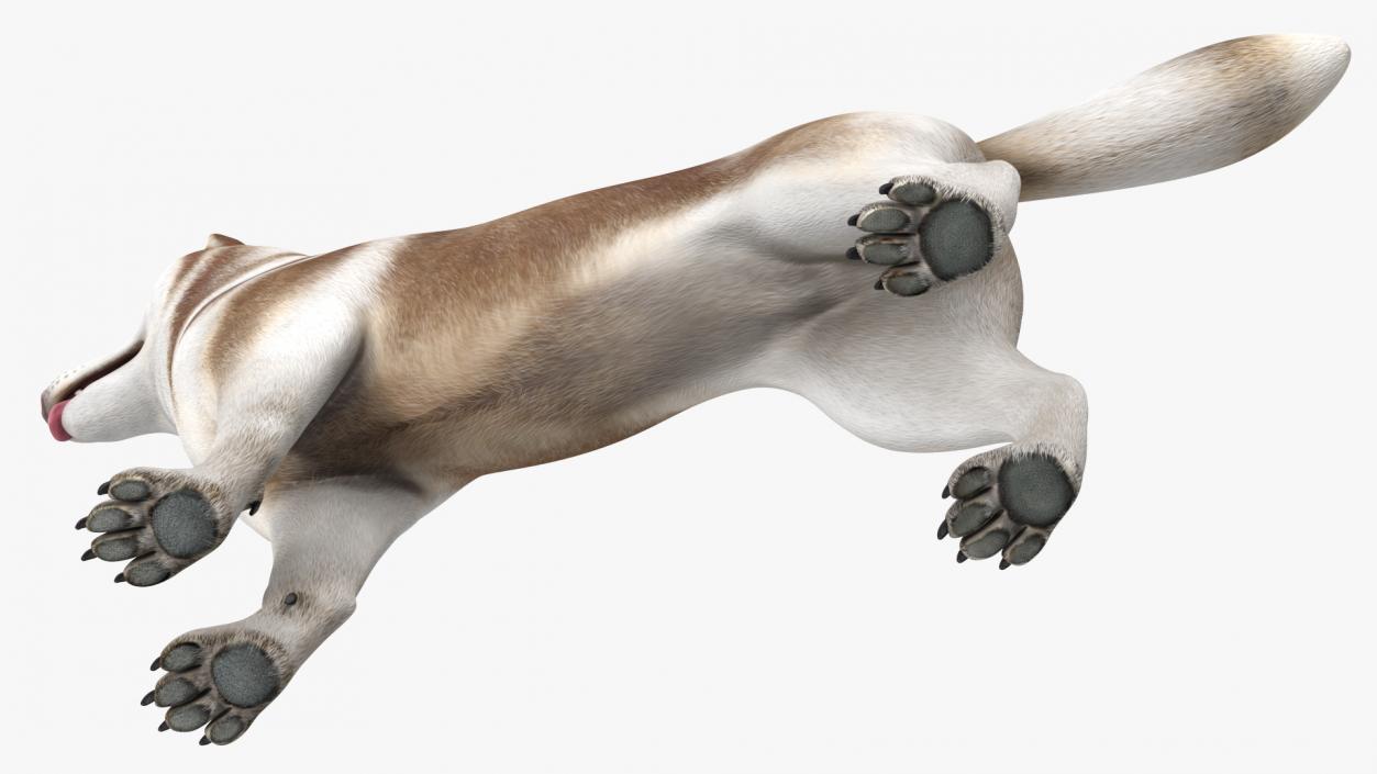 3D Husky Dog Copper and White Coat Rigged model