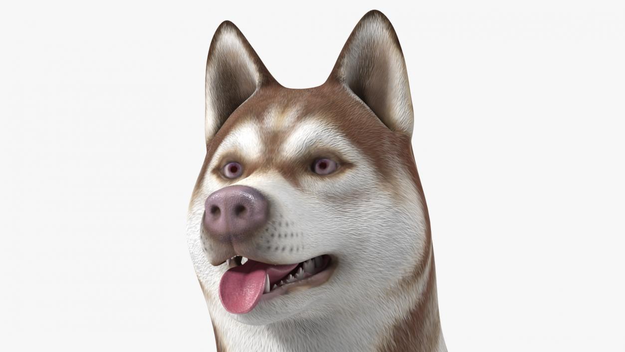 3D Husky Dog Copper and White Coat Rigged model