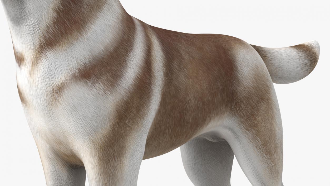 3D Husky Dog Copper and White Coat Rigged model