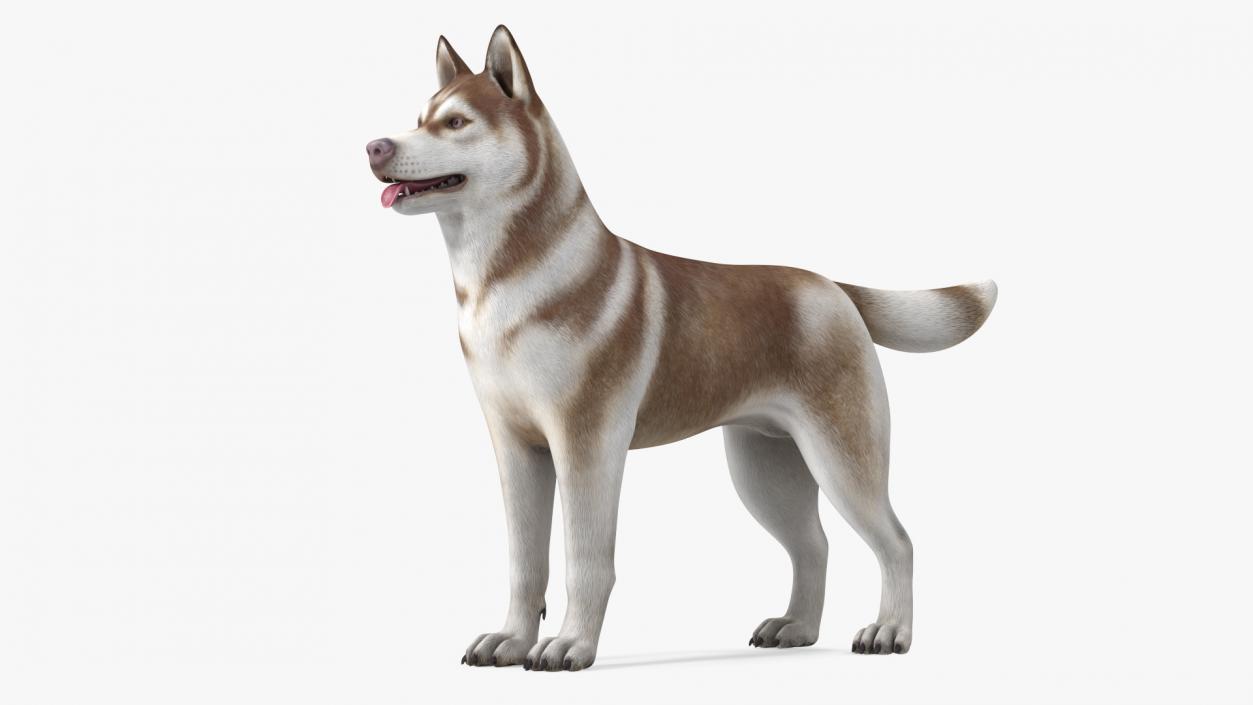 3D Husky Dog Copper and White Coat Rigged model