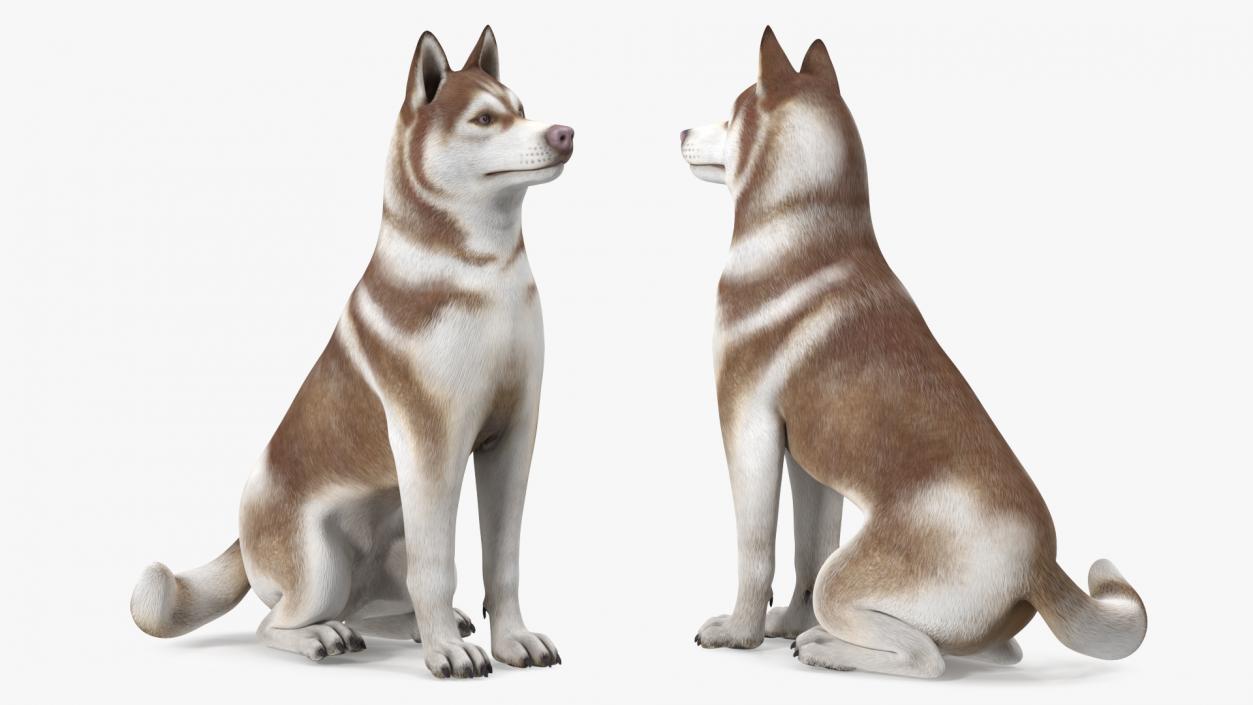 3D Husky Dog Copper and White Coat Rigged model