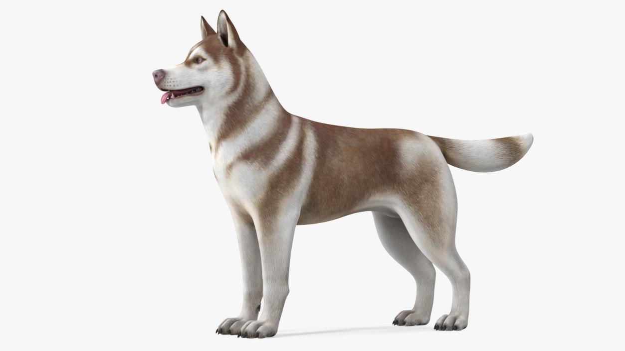 3D Husky Dog Copper and White Coat Rigged model