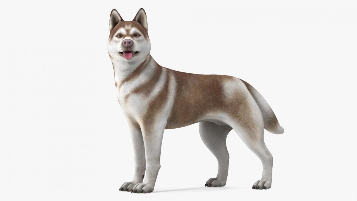 3D Husky Dog Copper and White Coat Rigged model