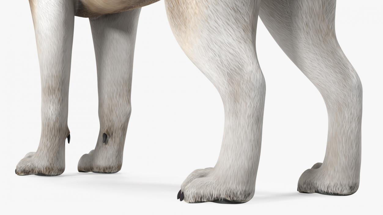 3D Husky Dog Copper and White Coat Rigged model