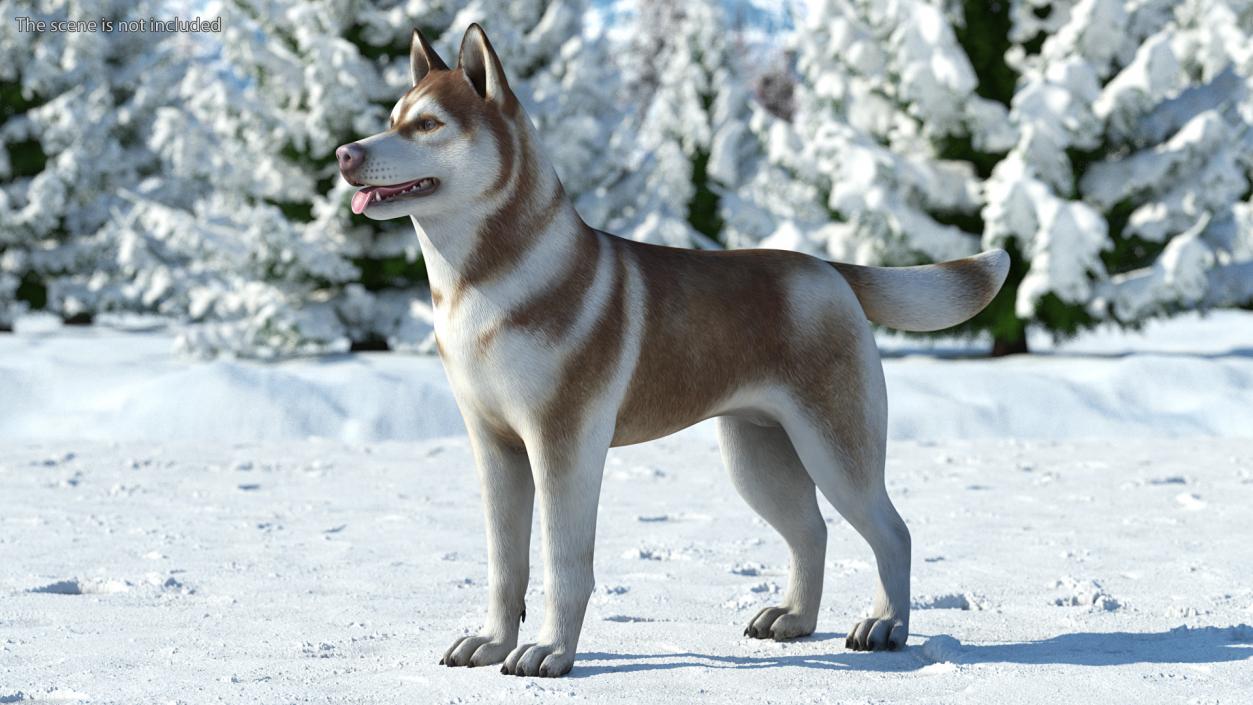 3D Husky Dog Copper and White Coat Rigged model