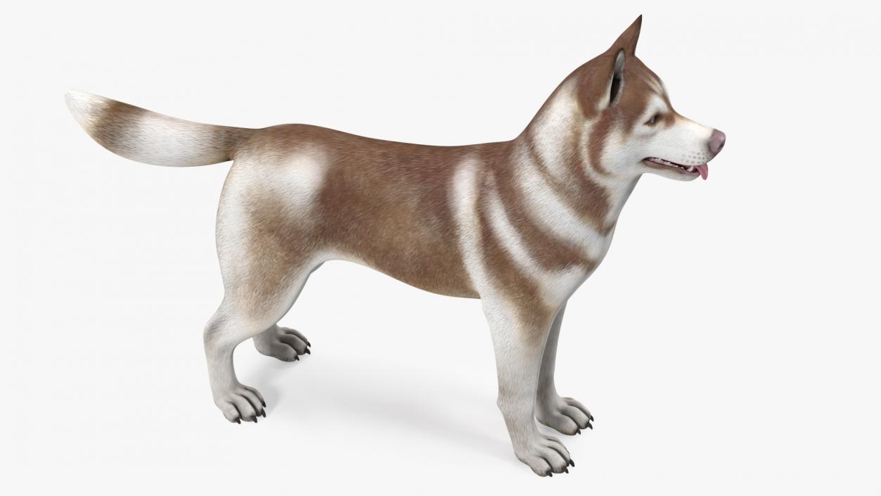 3D Husky Dog Copper and White Coat Rigged model