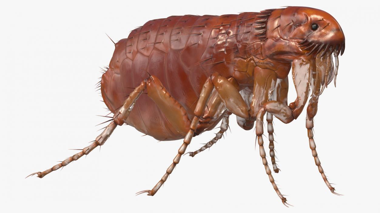 3D Flea Standing Pose model