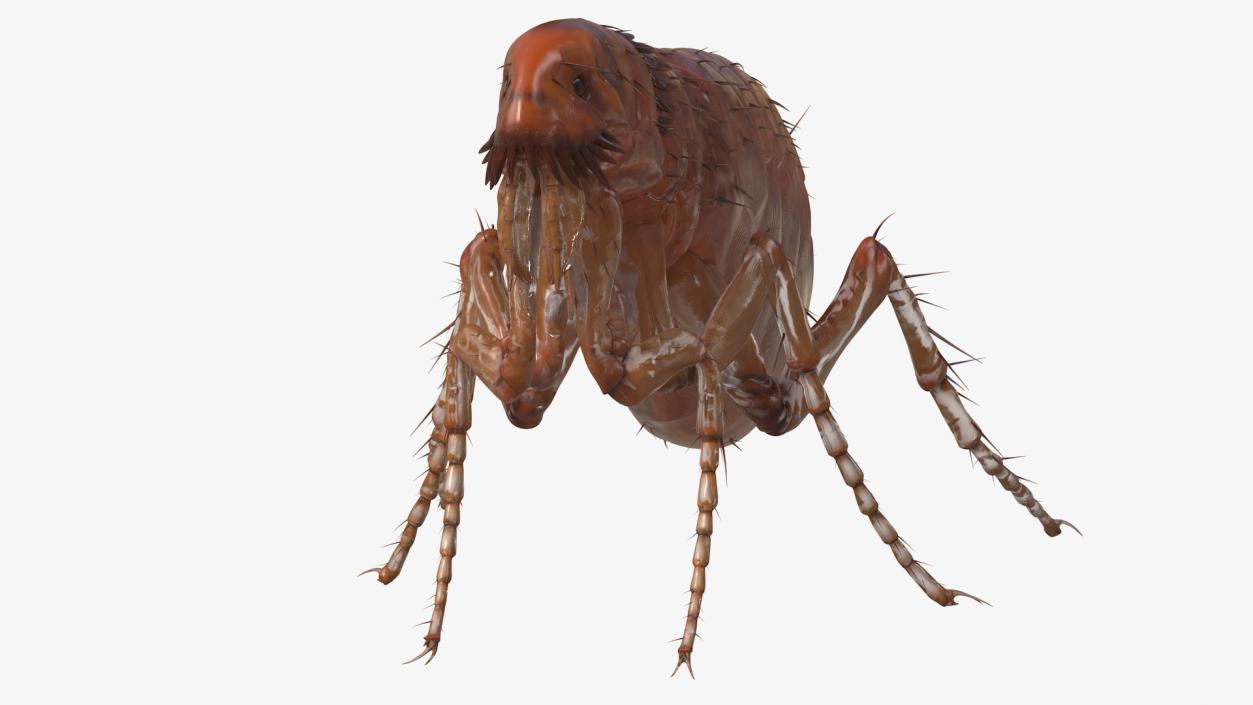 3D Flea Standing Pose model