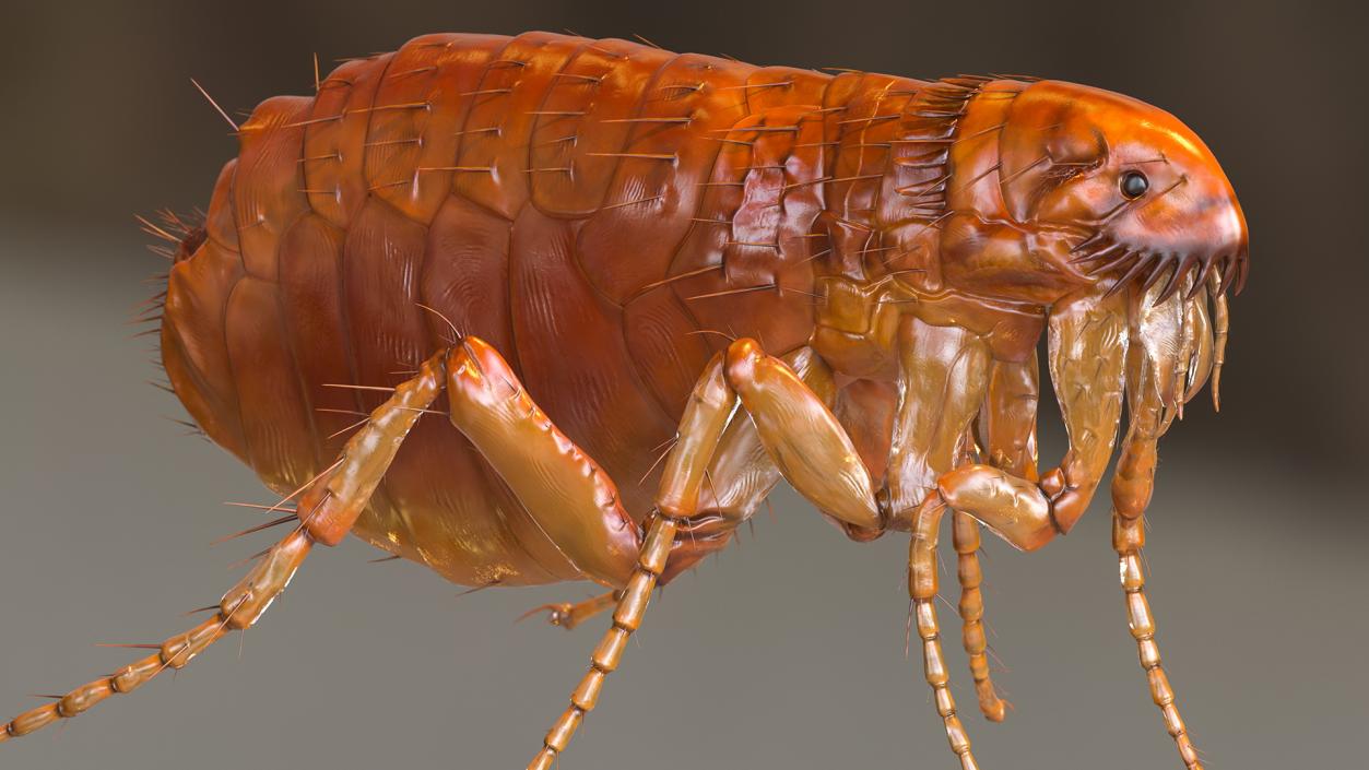 3D Flea Standing Pose model