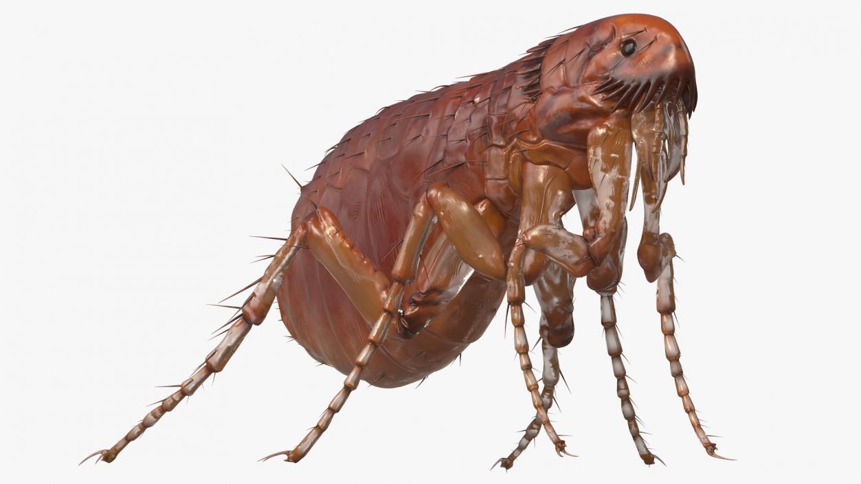 3D Flea Standing Pose model