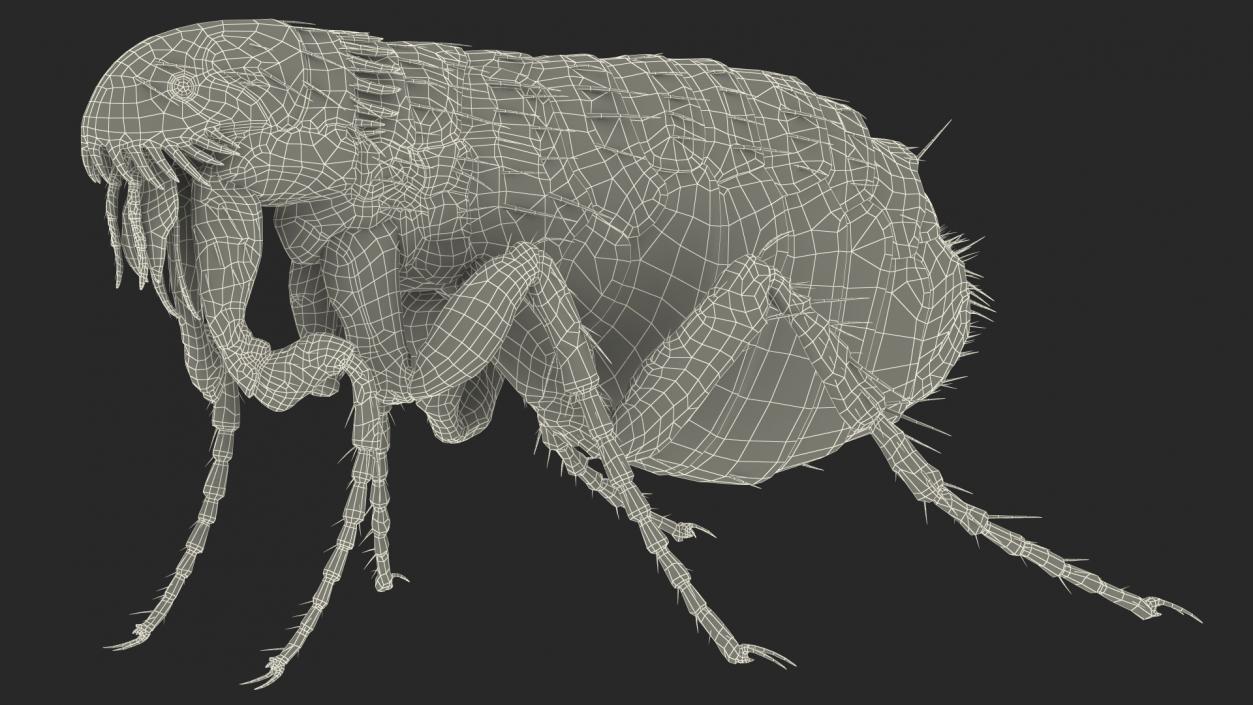 3D Flea Standing Pose model