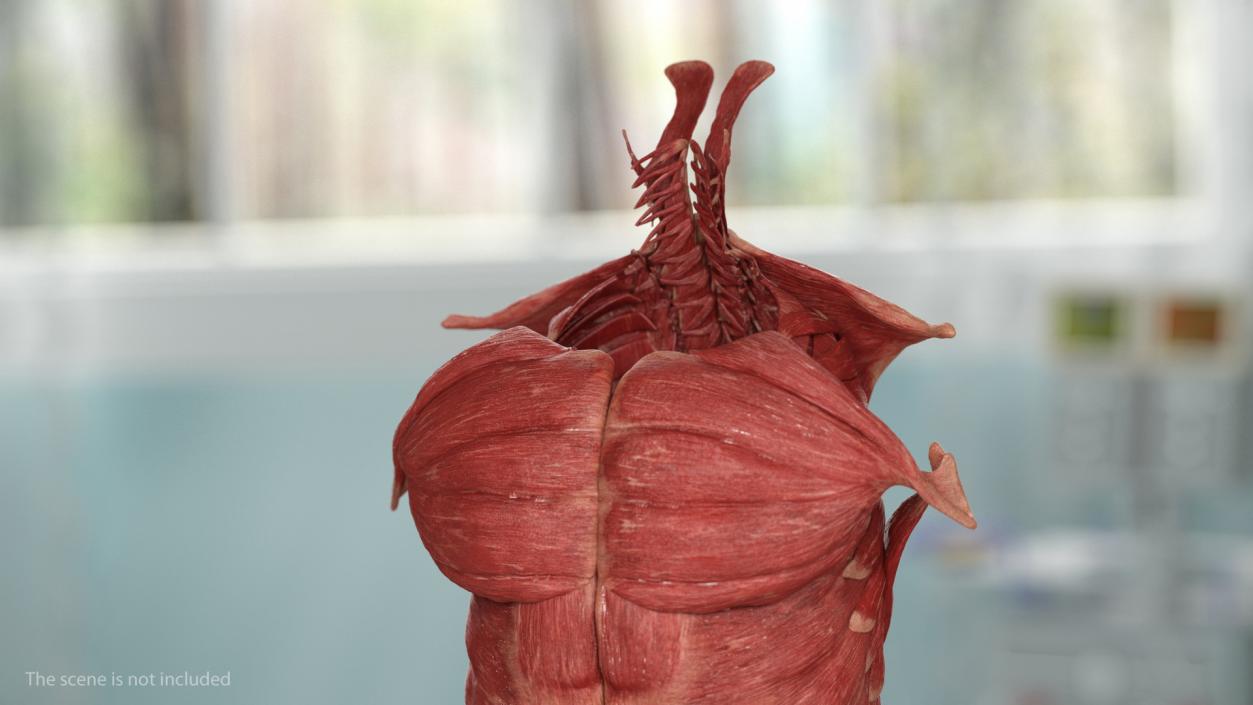 Human Torso Muscular System 3D